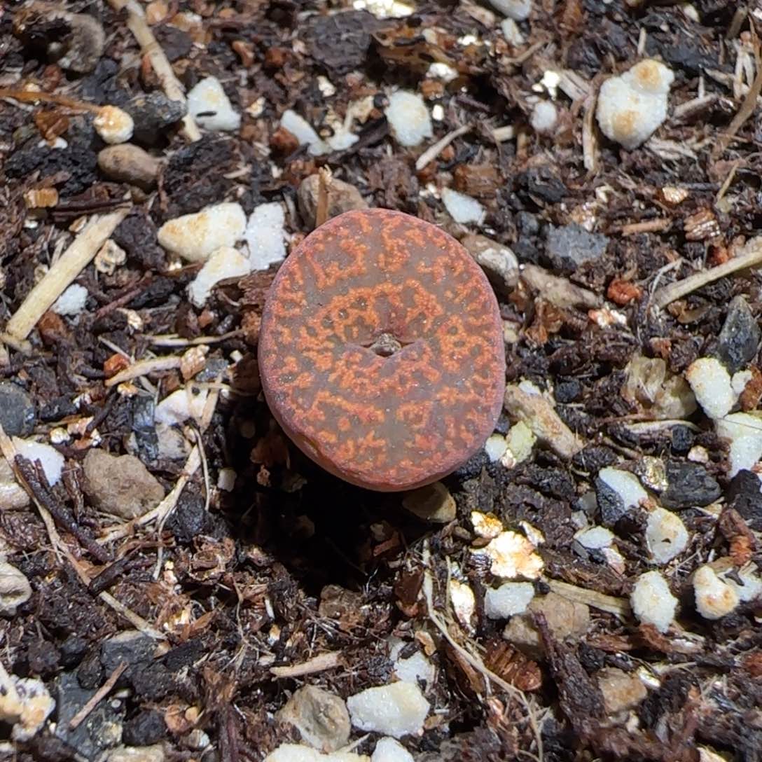 肉锥多肉植物组合-朱雀998