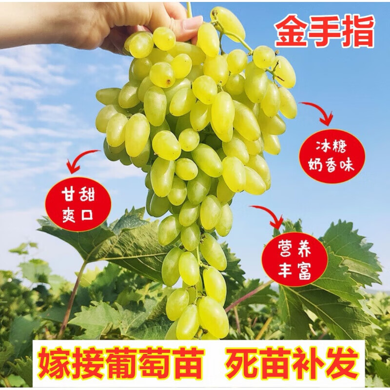 扦插金手指葡萄树苗南方北方种植无籽爬藤葡萄苗盆栽地栽种植果树