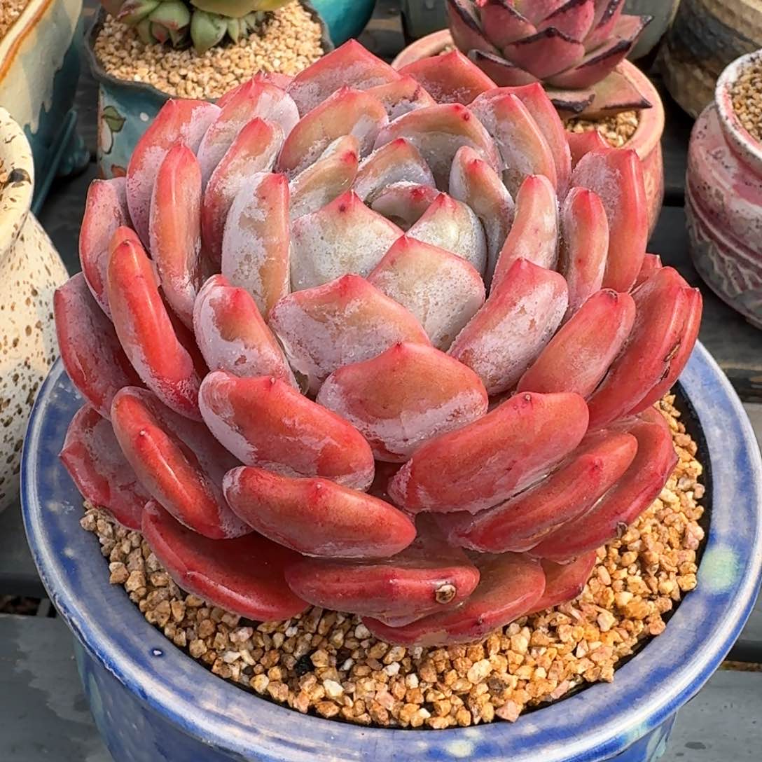 从前慢多肉精选编号0216.171