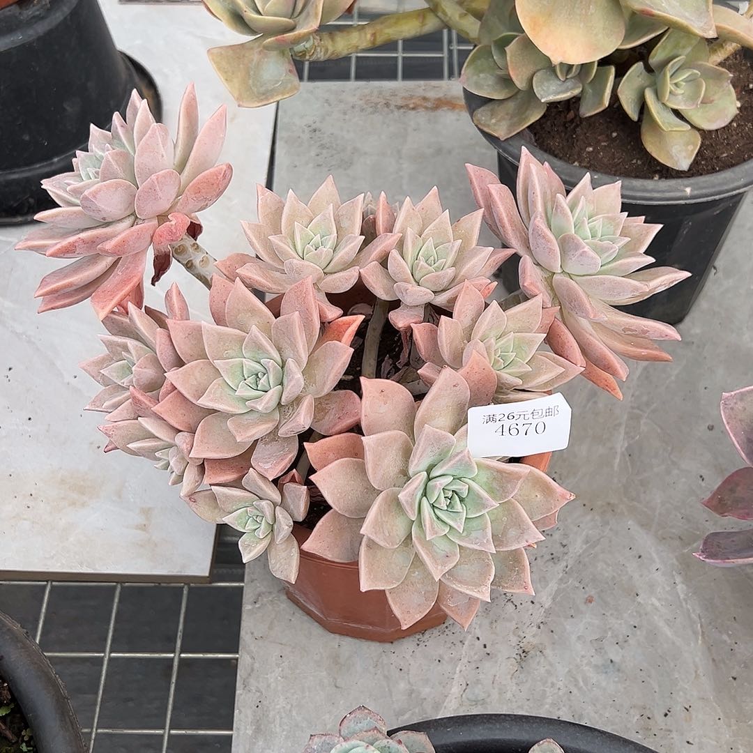 文***娜4670血色黄昏多肉植物多肉