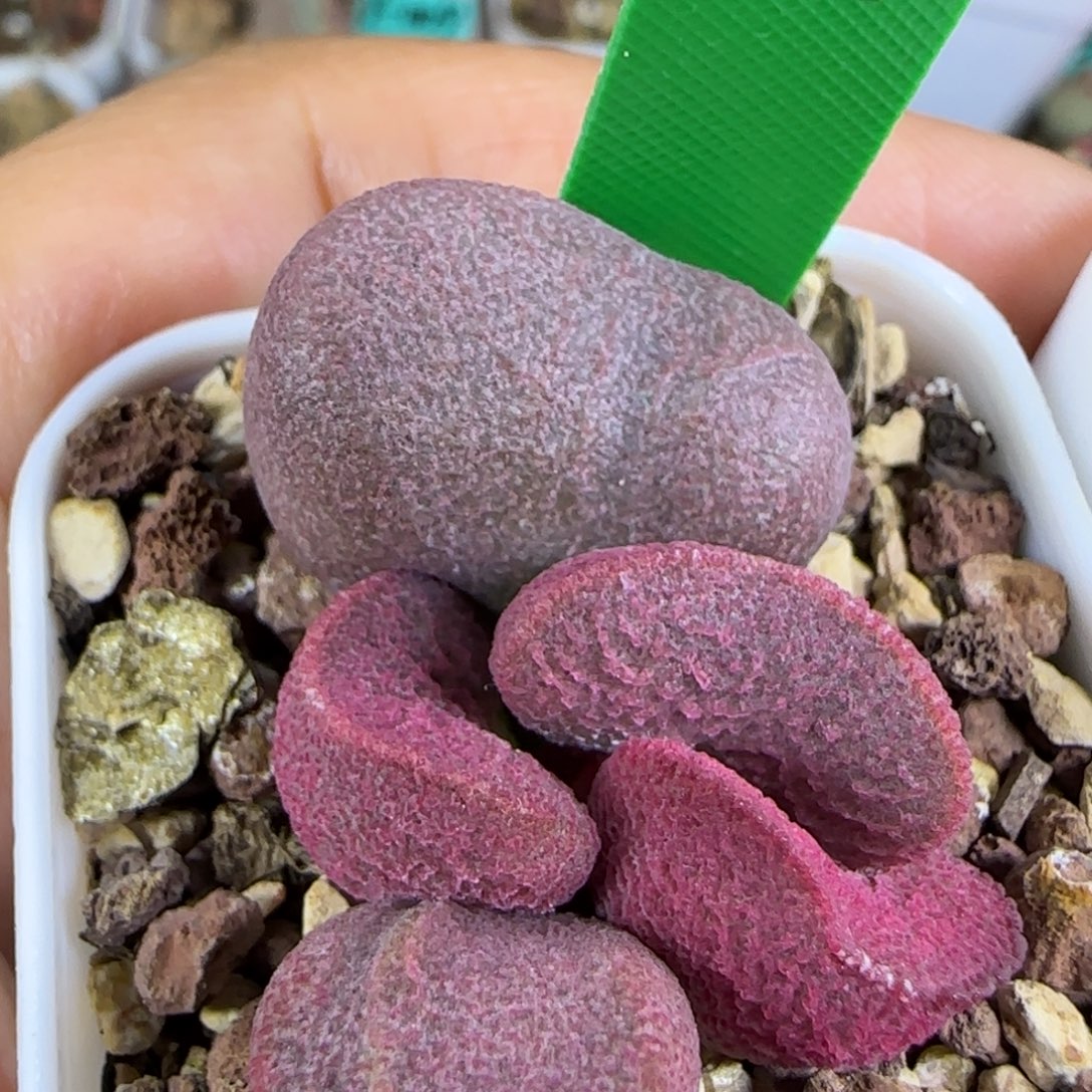 编号588叶插，四方盆发