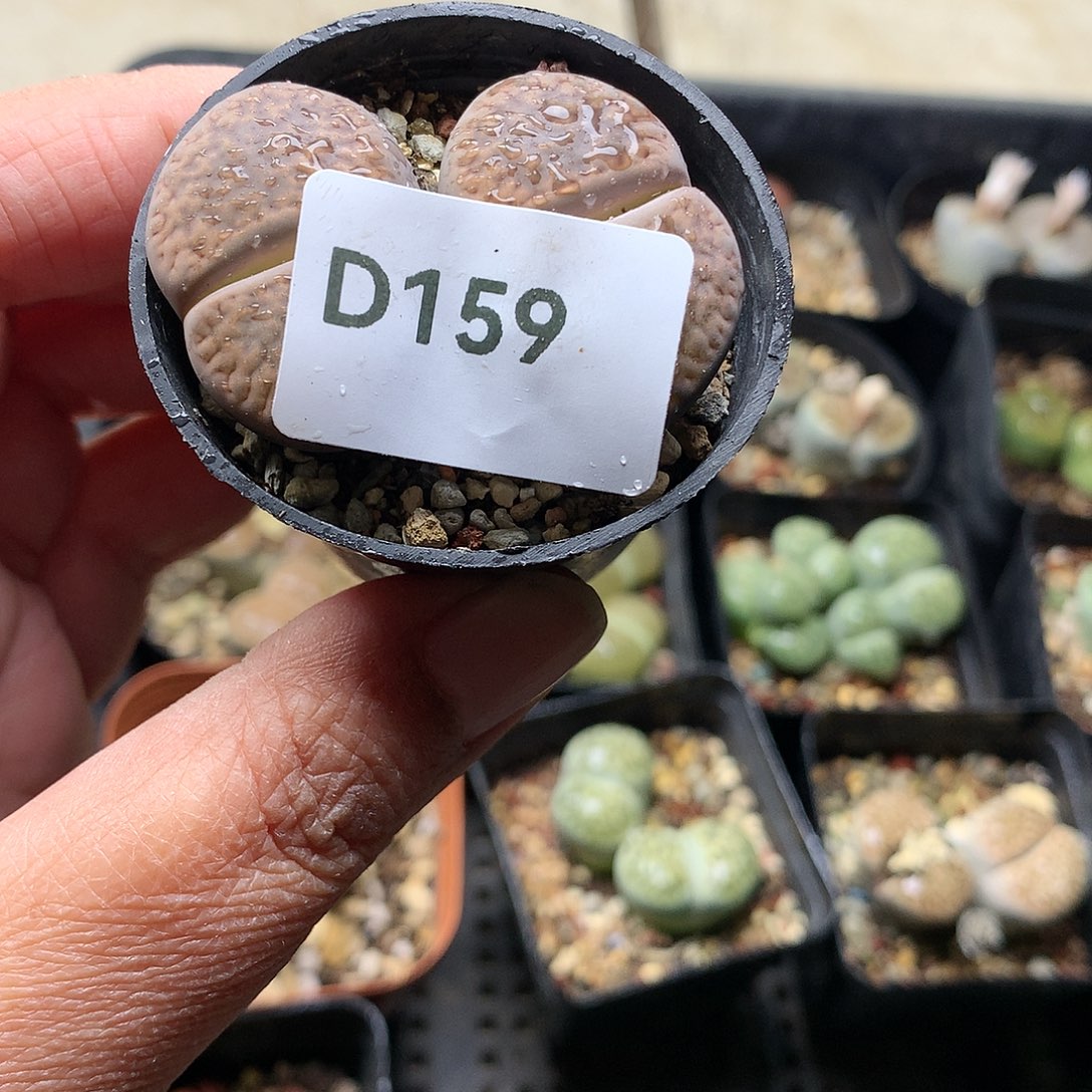 空*D159多肉植物保护