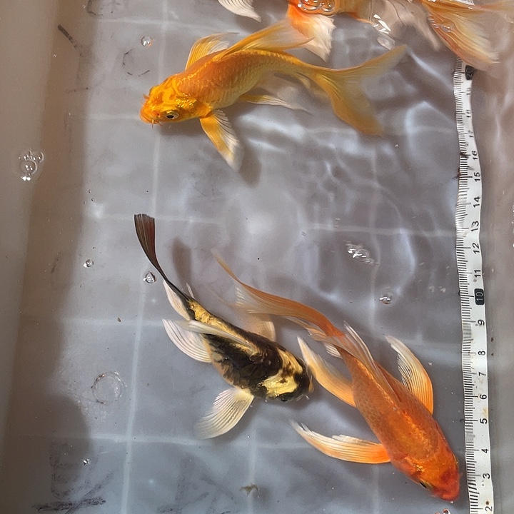 蝴蝶鲤鱼渔场直发45