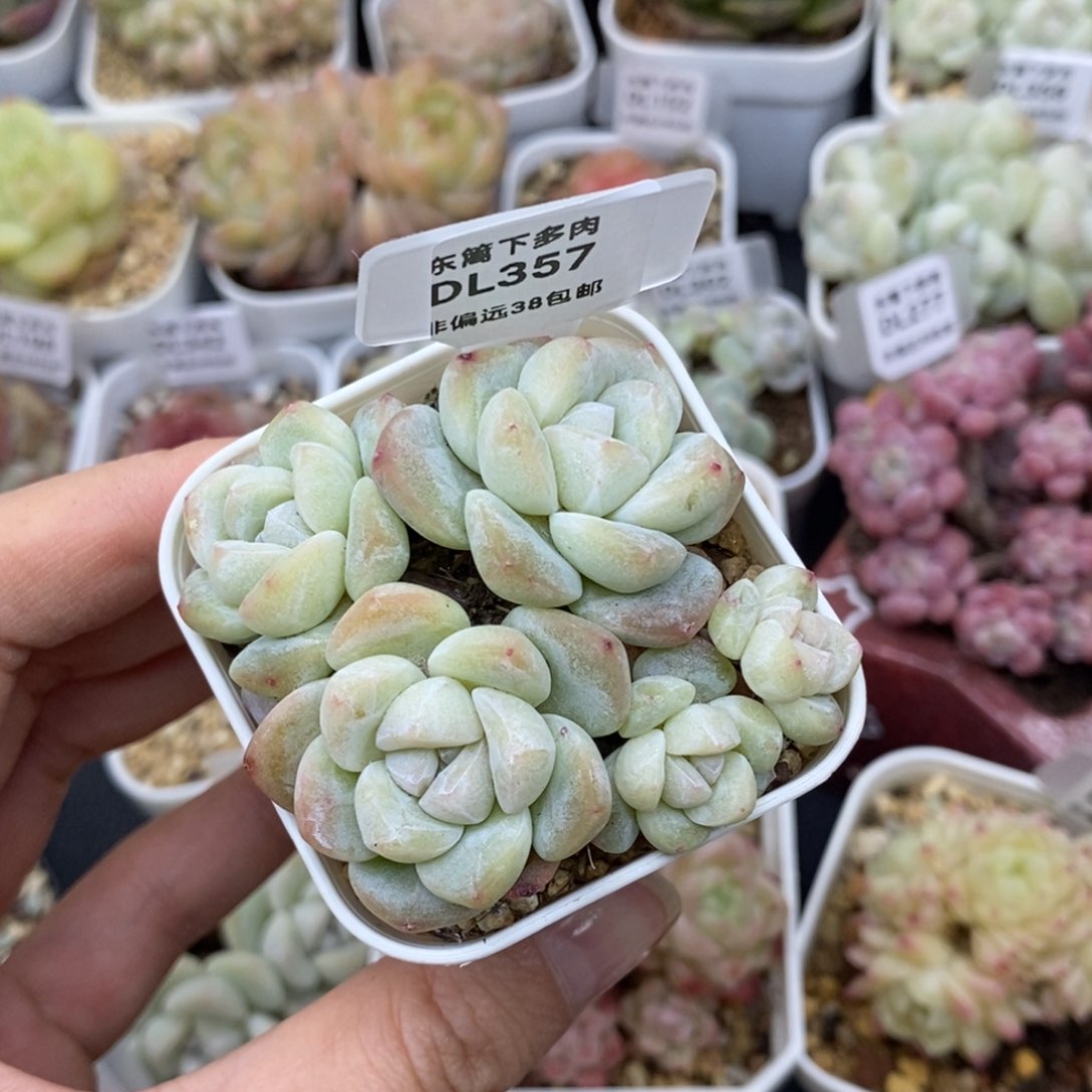 357东篱下多肉植物盆栽