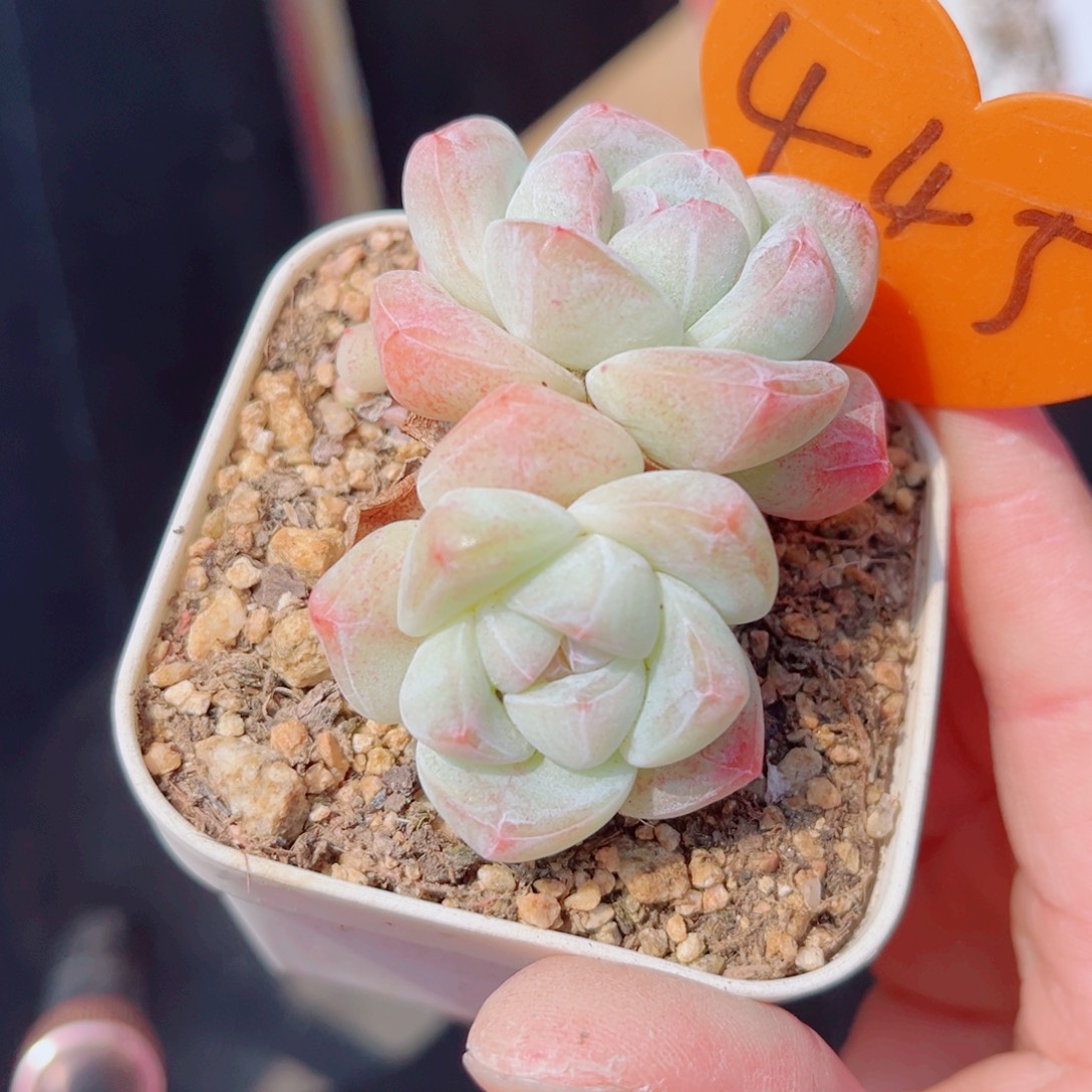 445号小老桩冰玉双头