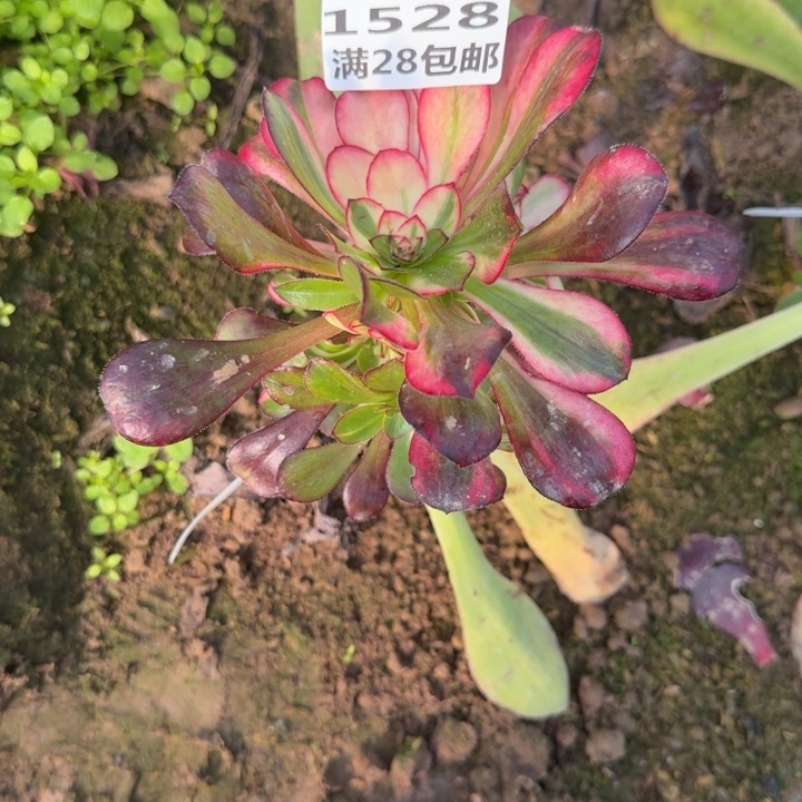 草***丁1528三号棚嫁接花蝴蝶