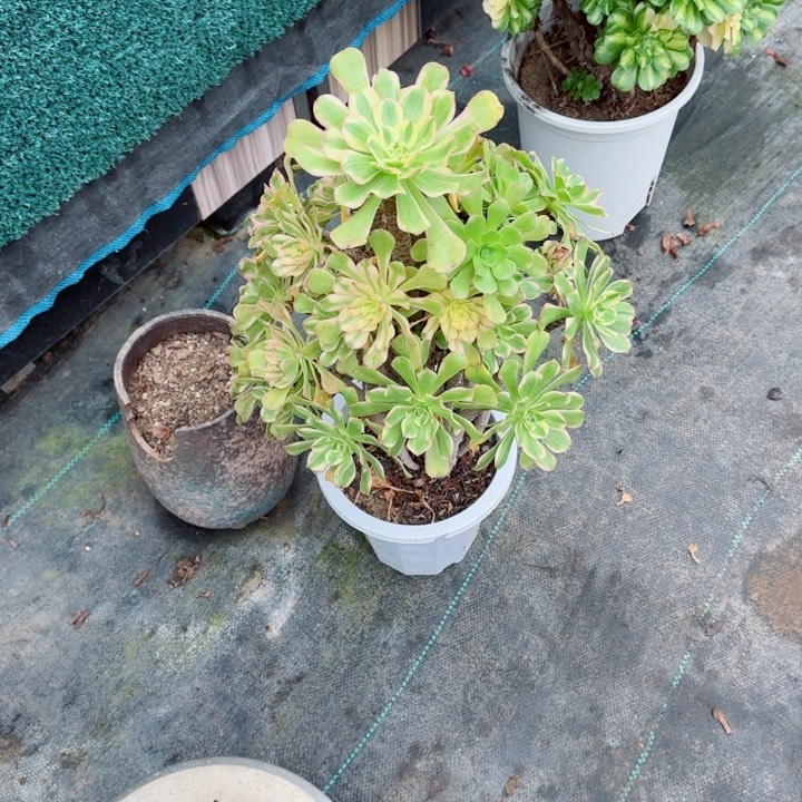 一***过艳日伞，多肉植物生长
