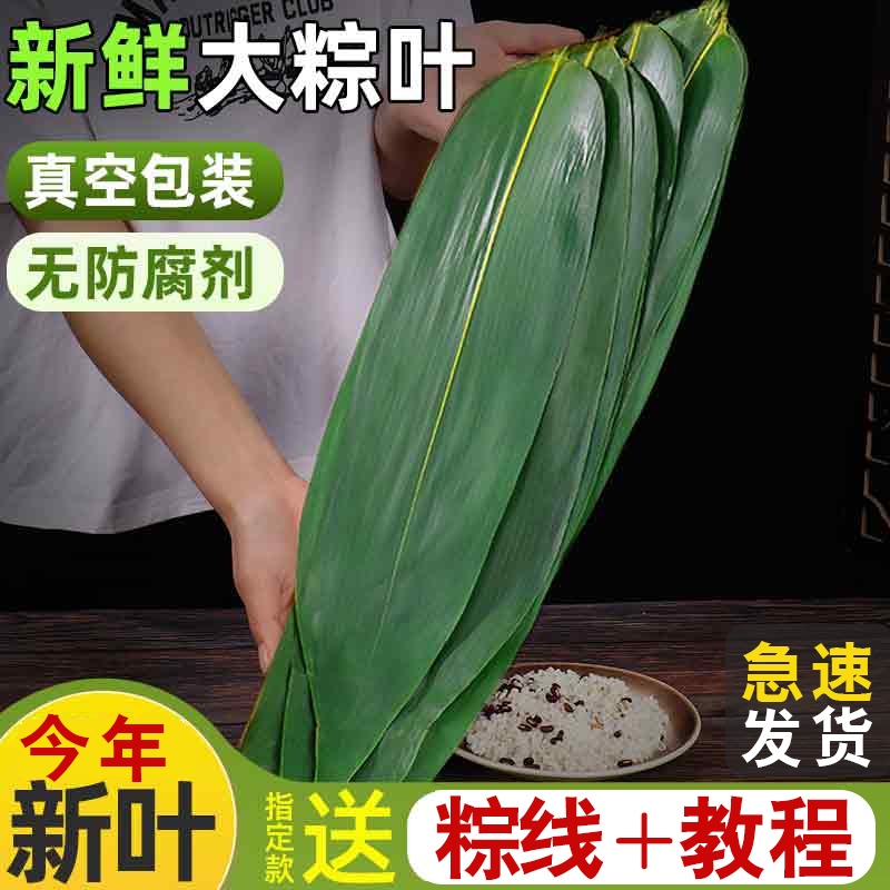 粽叶新鲜家用端午包粽子叶子特大号箬叶真空装竹子叶干粽子叶