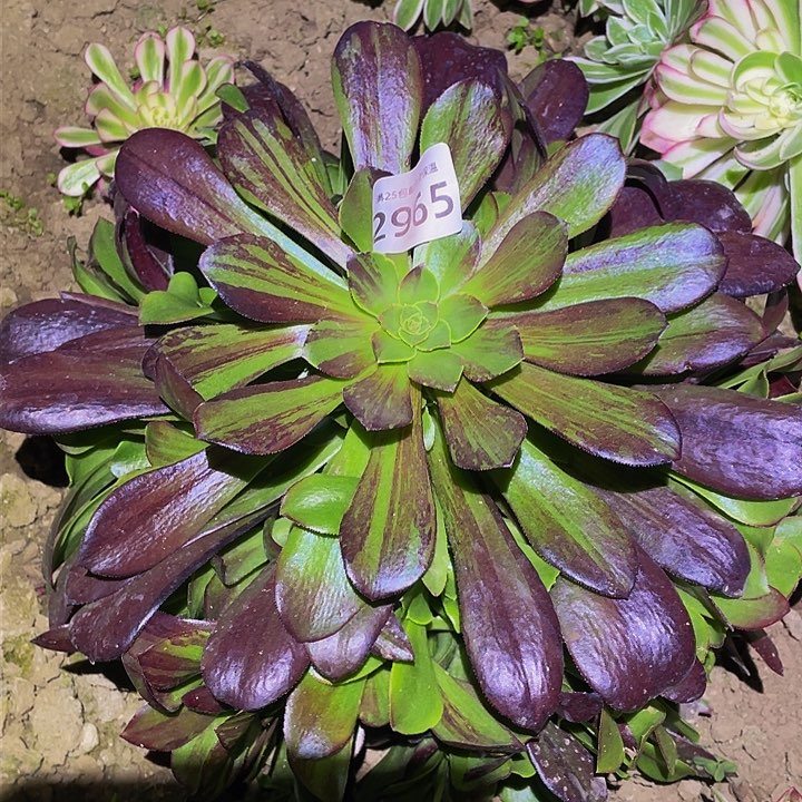 2965欧若拉多肉植物