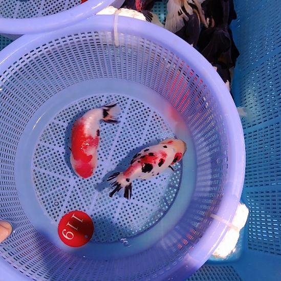 金鱼119兰寿两只特价顺丰包邮