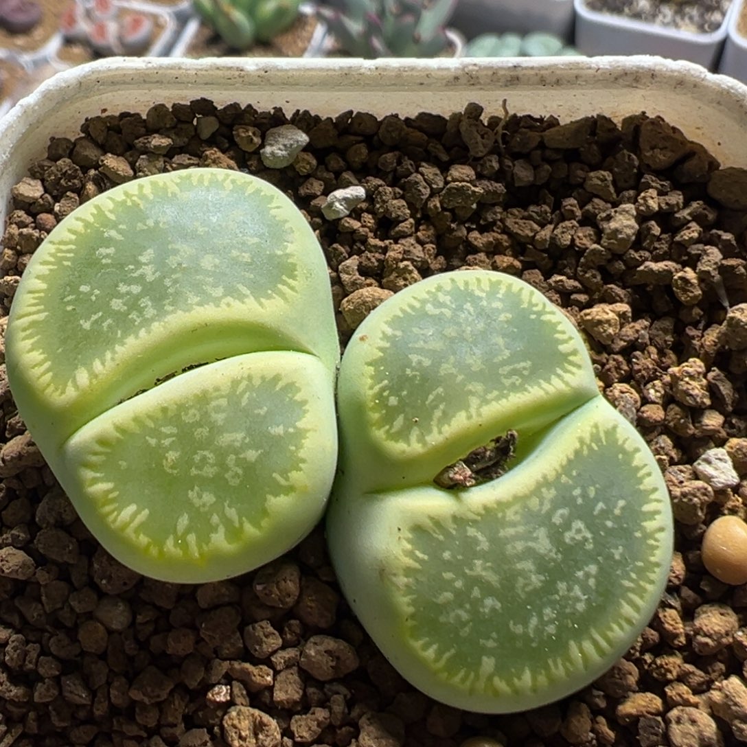 168多肉植物百科植物
