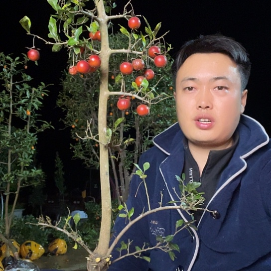 无花朵金弹子庭院原生品种