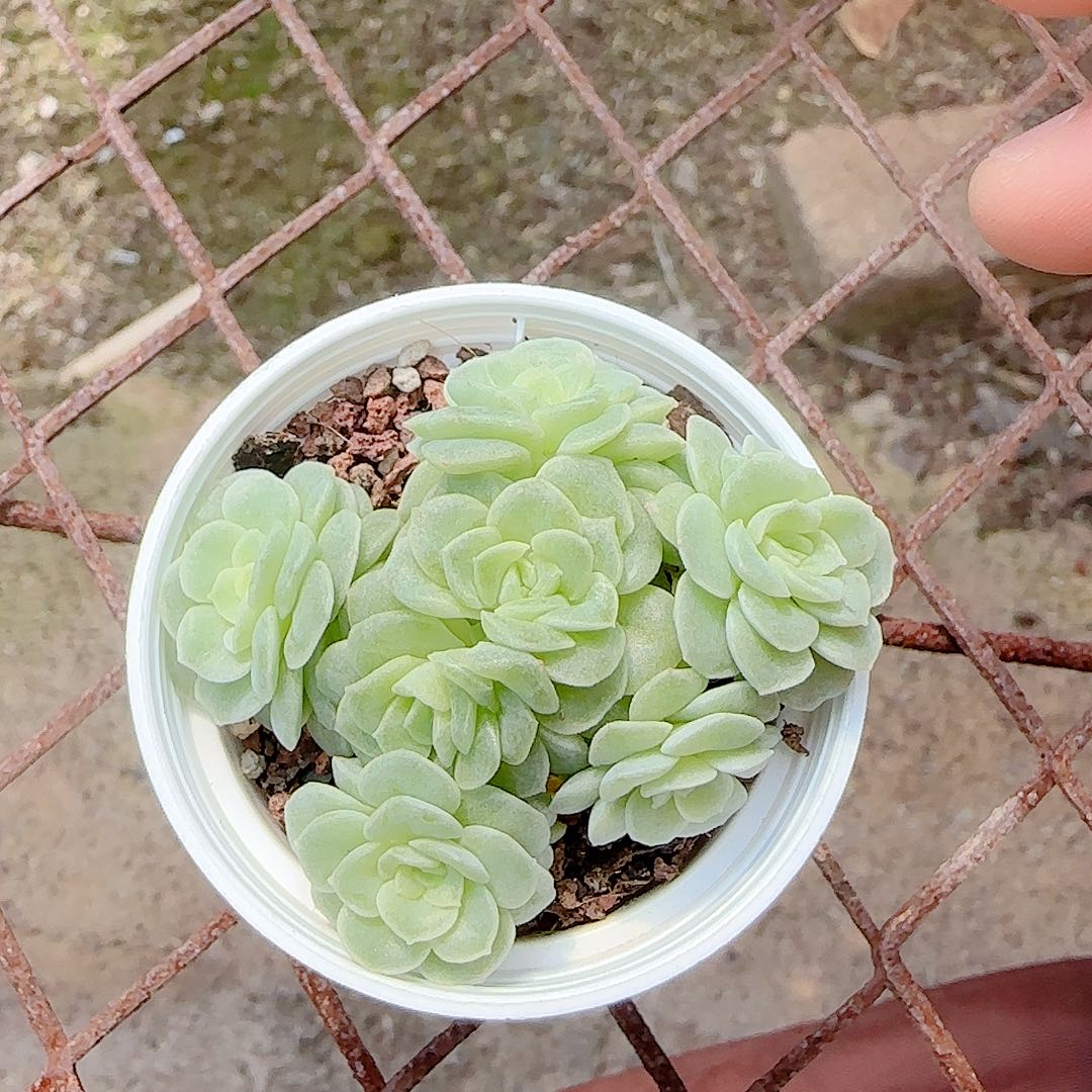 【闪购商品】0908-98花朵优选麦杆
