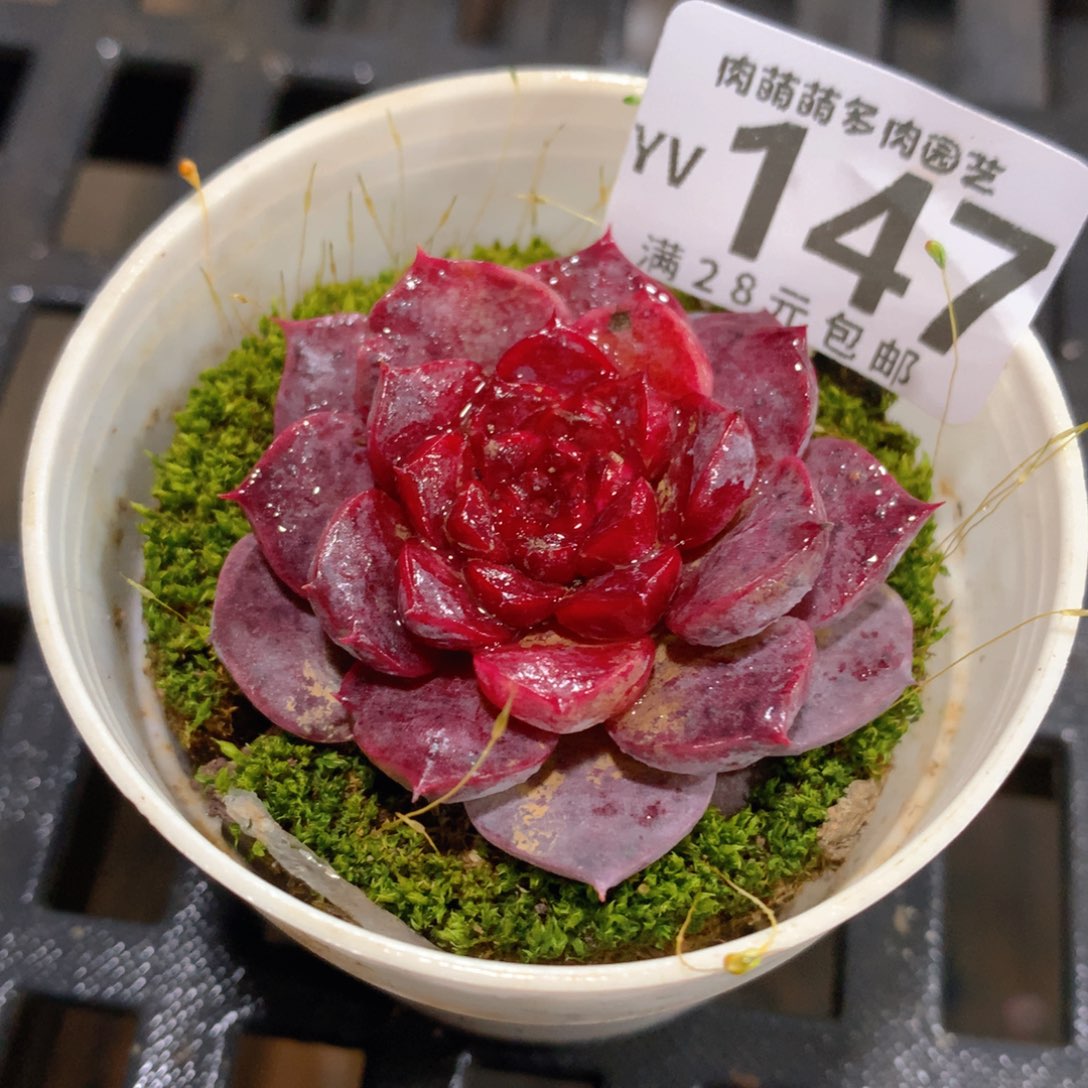 肉萌萌拇指盆精控多肉YV147