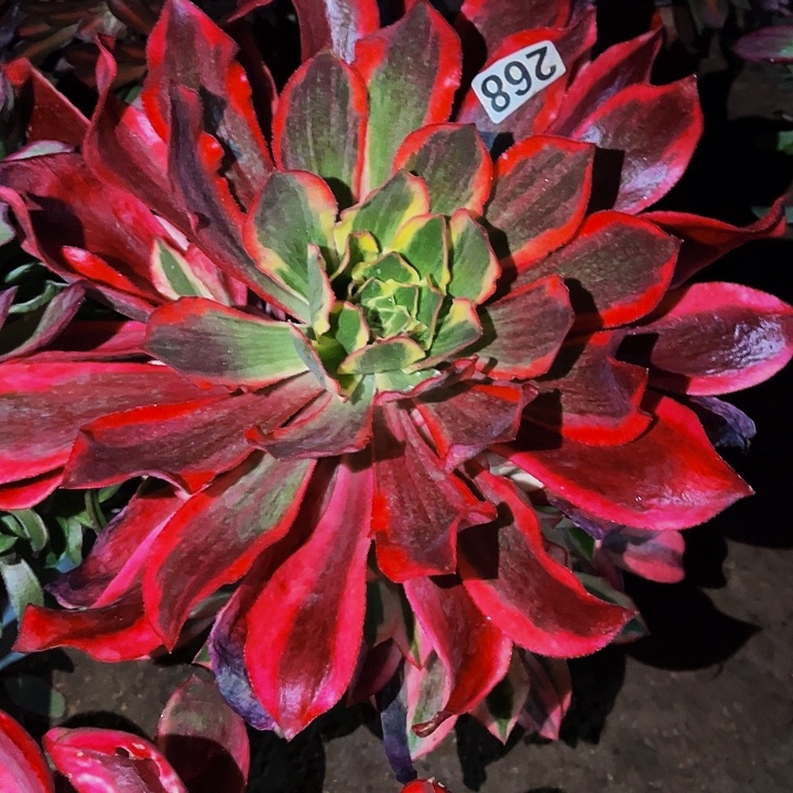 268魅影多头植物