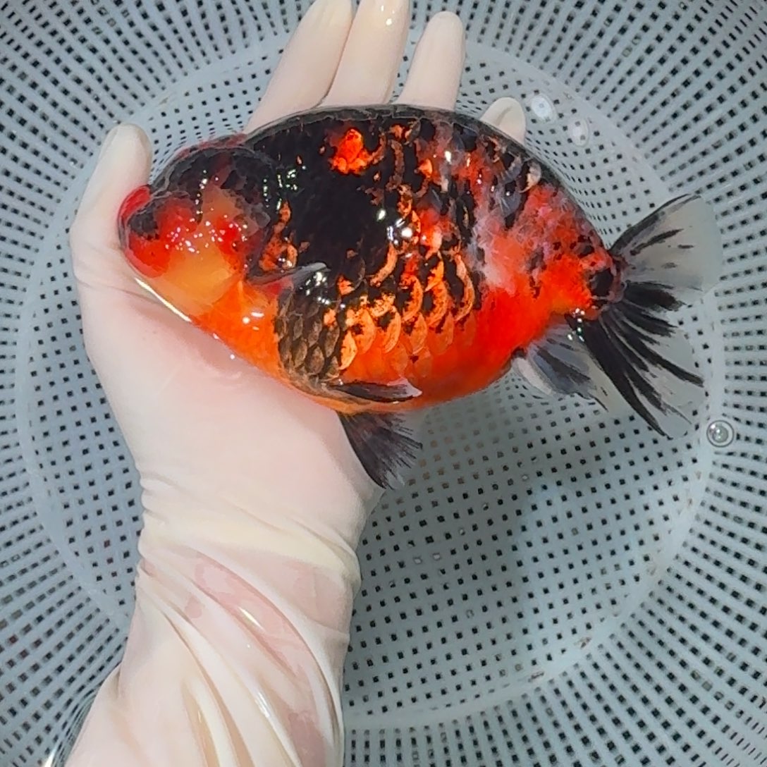 金鱼大货兰寿金鱼