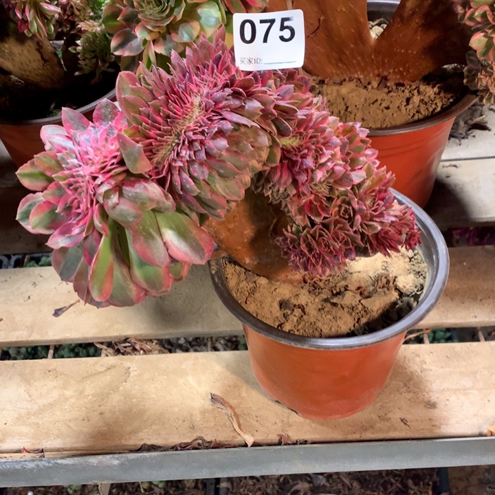 075荔枝缀多肉法师