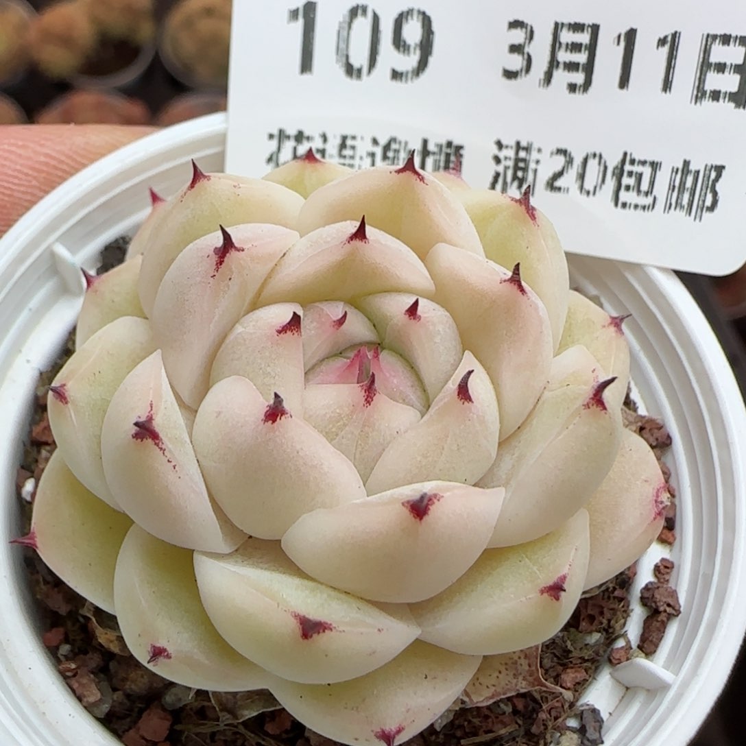 花语逸镜0311-109