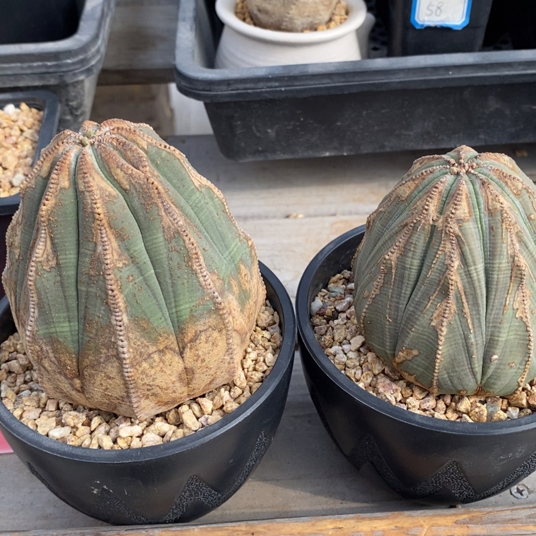 J***y欧系实生布纹球一物一拍两颗打包