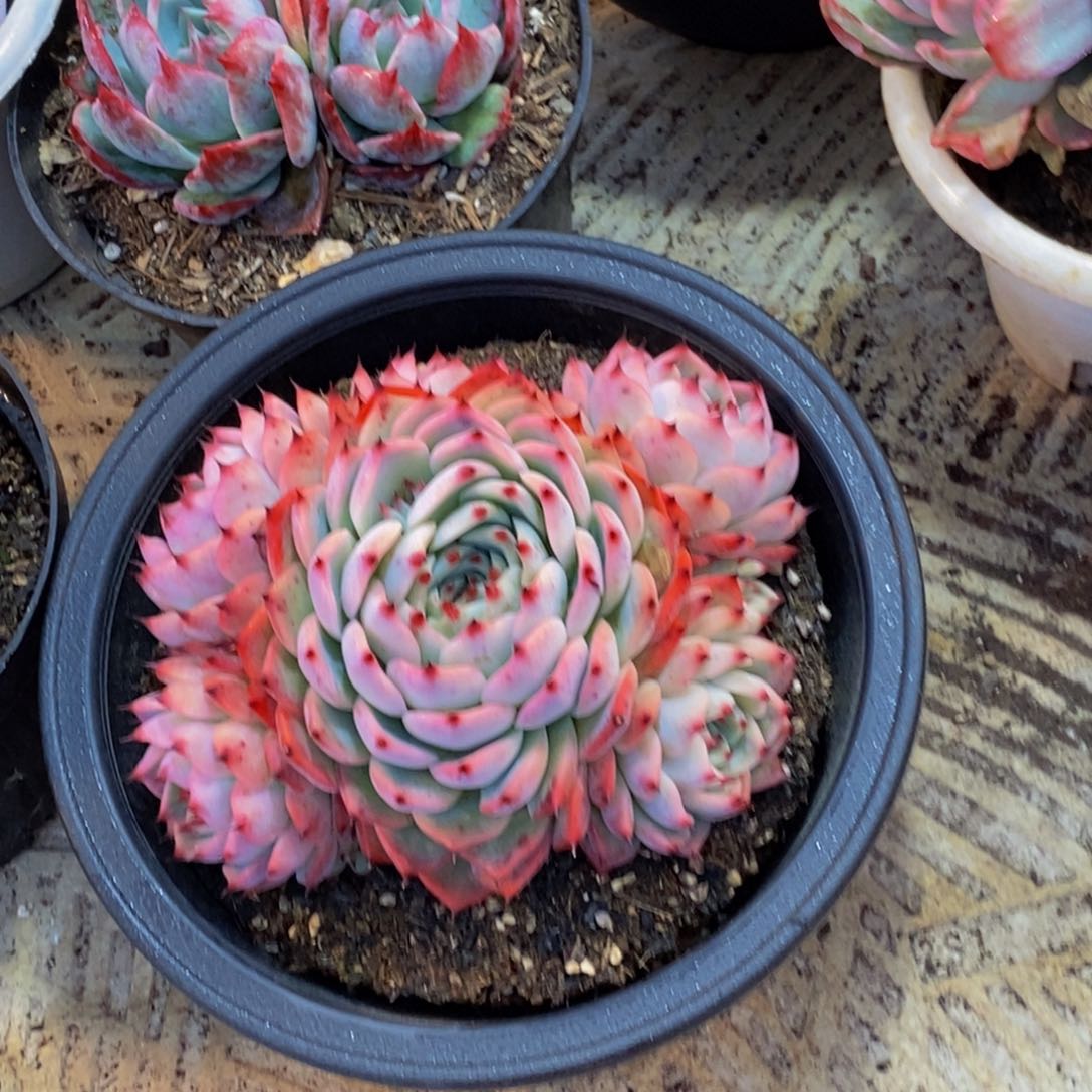 心**然48包邮一物一拍多肉植物