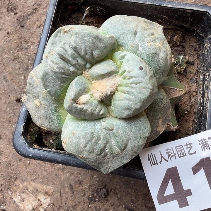 无花朵416白肌大牛舌牡丹东三