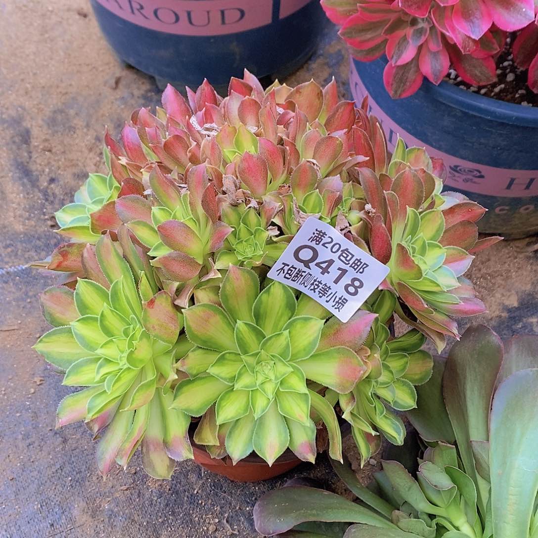 418韶华多肉法师锦