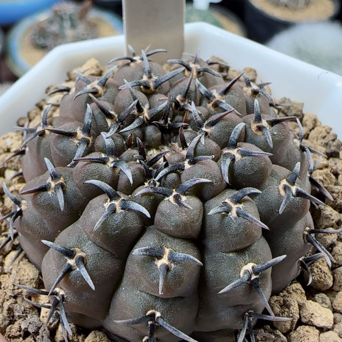 180实生短豪刺黑刺凤头多肉