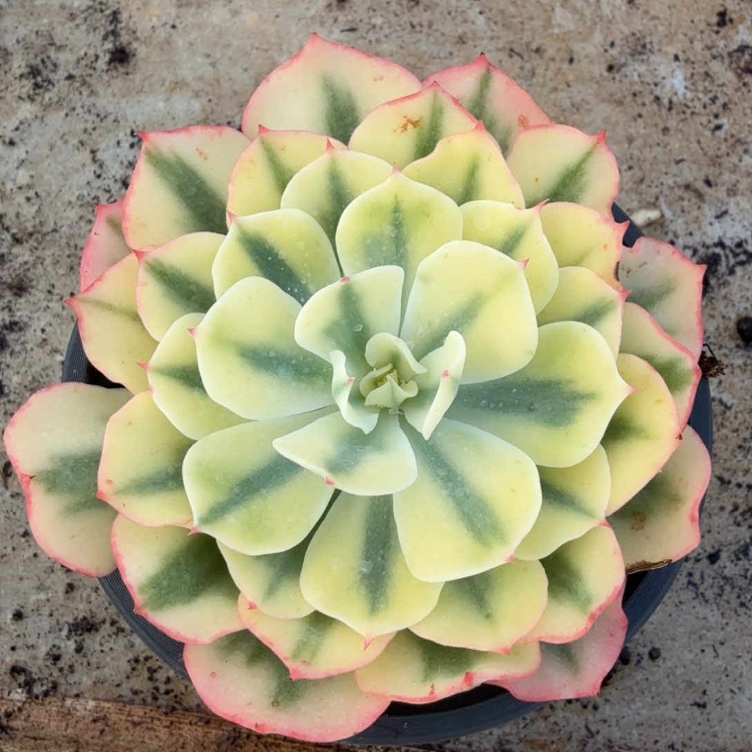 海啸锦腹轮锦一刻