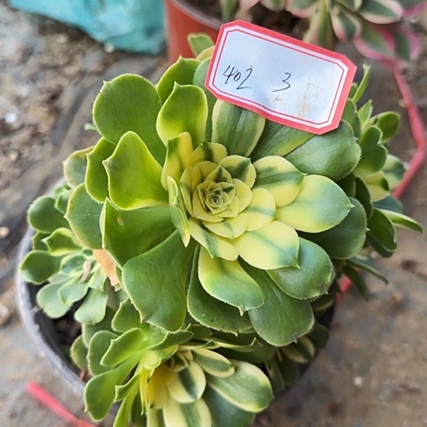 多肉植物辛尼亚402