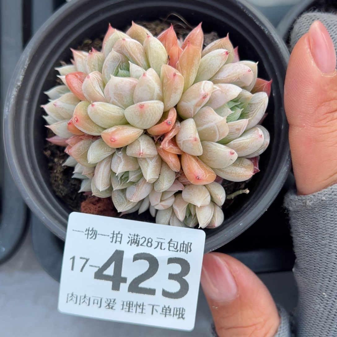 艾莎多肉多肉多肉多