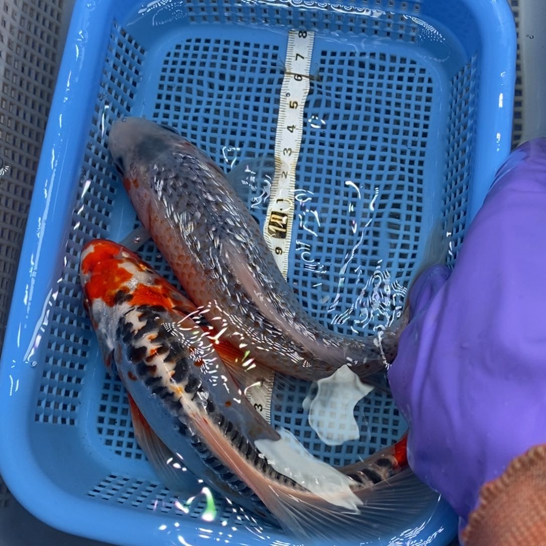 锦鲤冷水锦鲤包邮