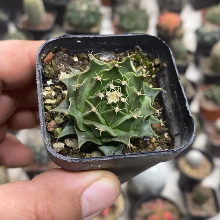 实生蒂冠特价福利包邮