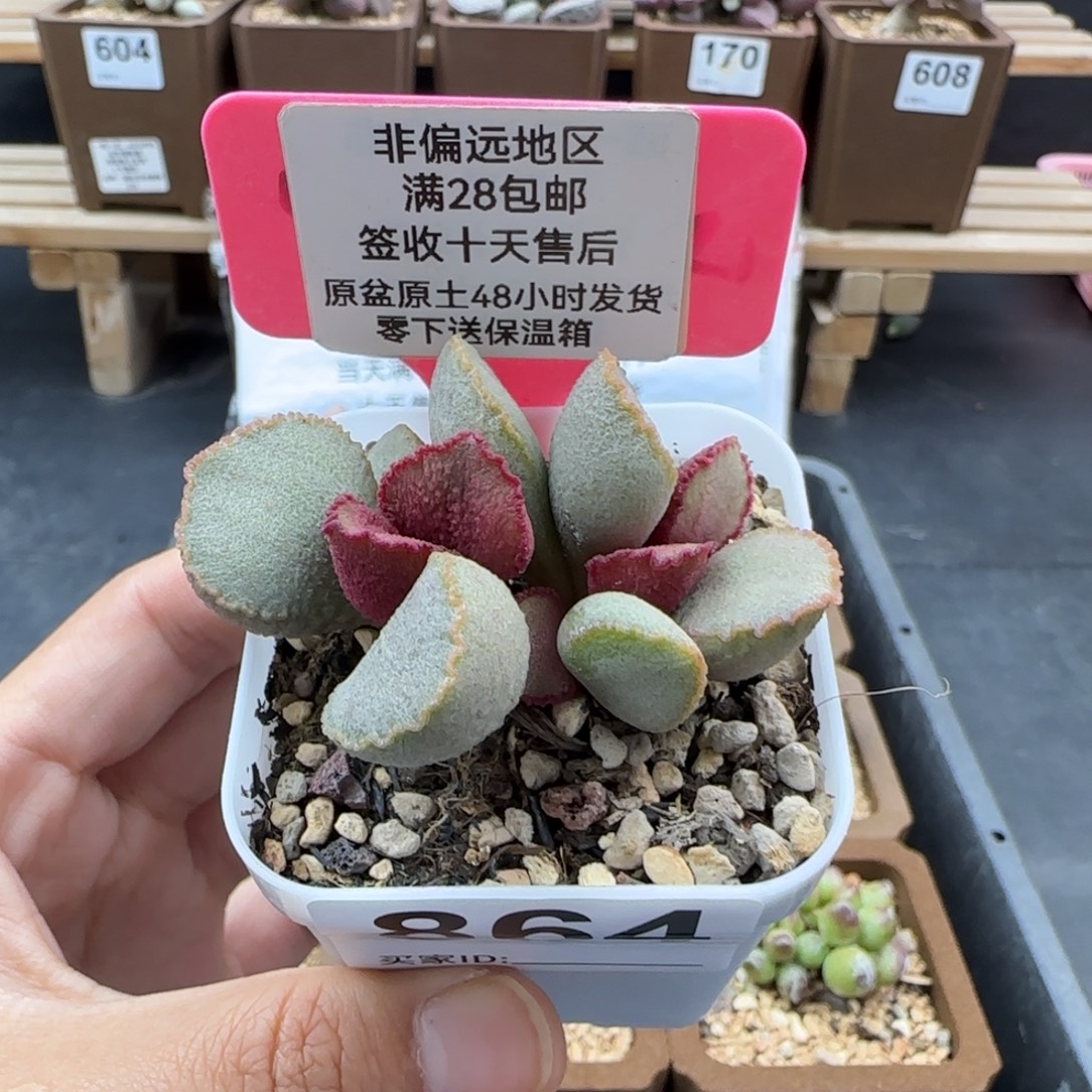 864彩虹翼多肉植物