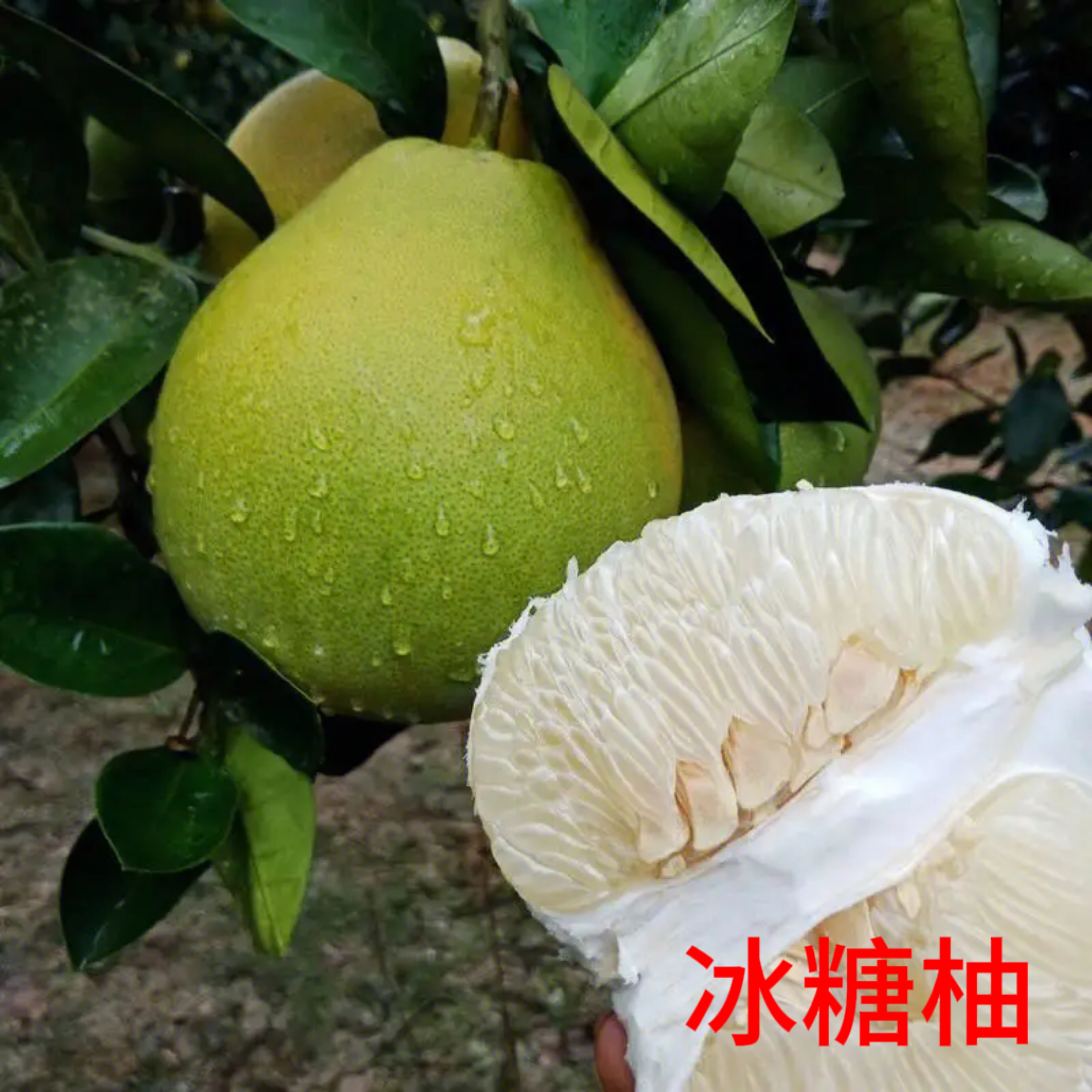 冰糖柚1.5加仑容器杯苗雪峰柚柑橘纯甜无酸庭院阳台盆栽地栽
