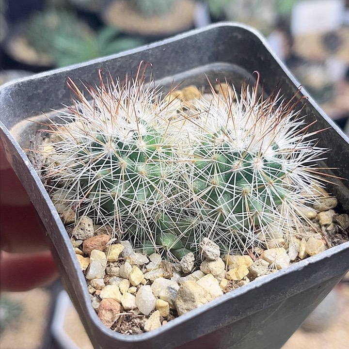 爱心乳突实生球5公分