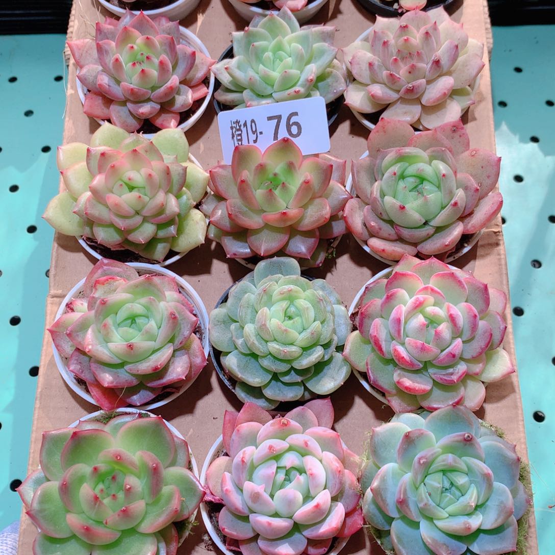 19-76一物一拍多肉带盆18颗