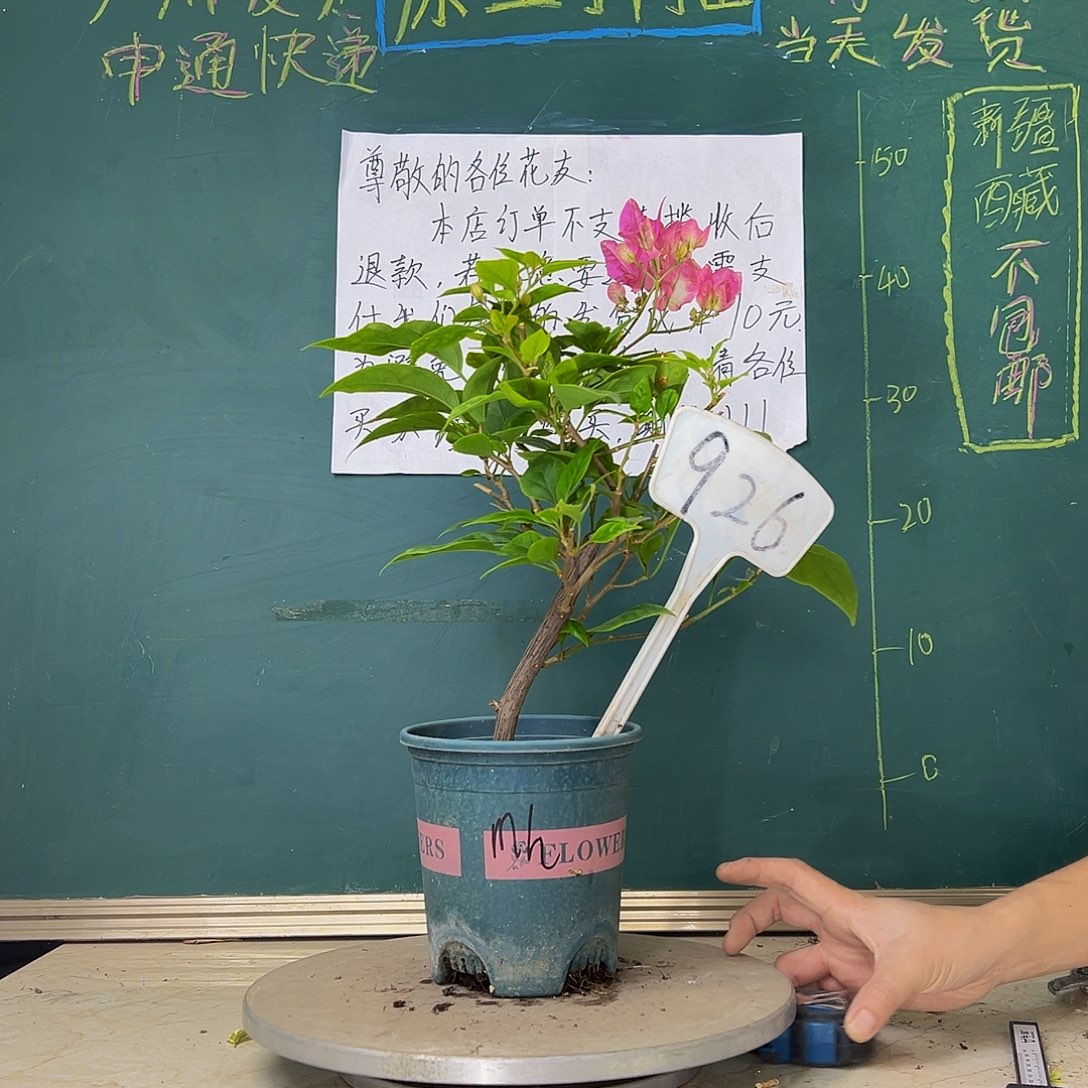 当前无花栽培后可以开花魅惑 造型 926