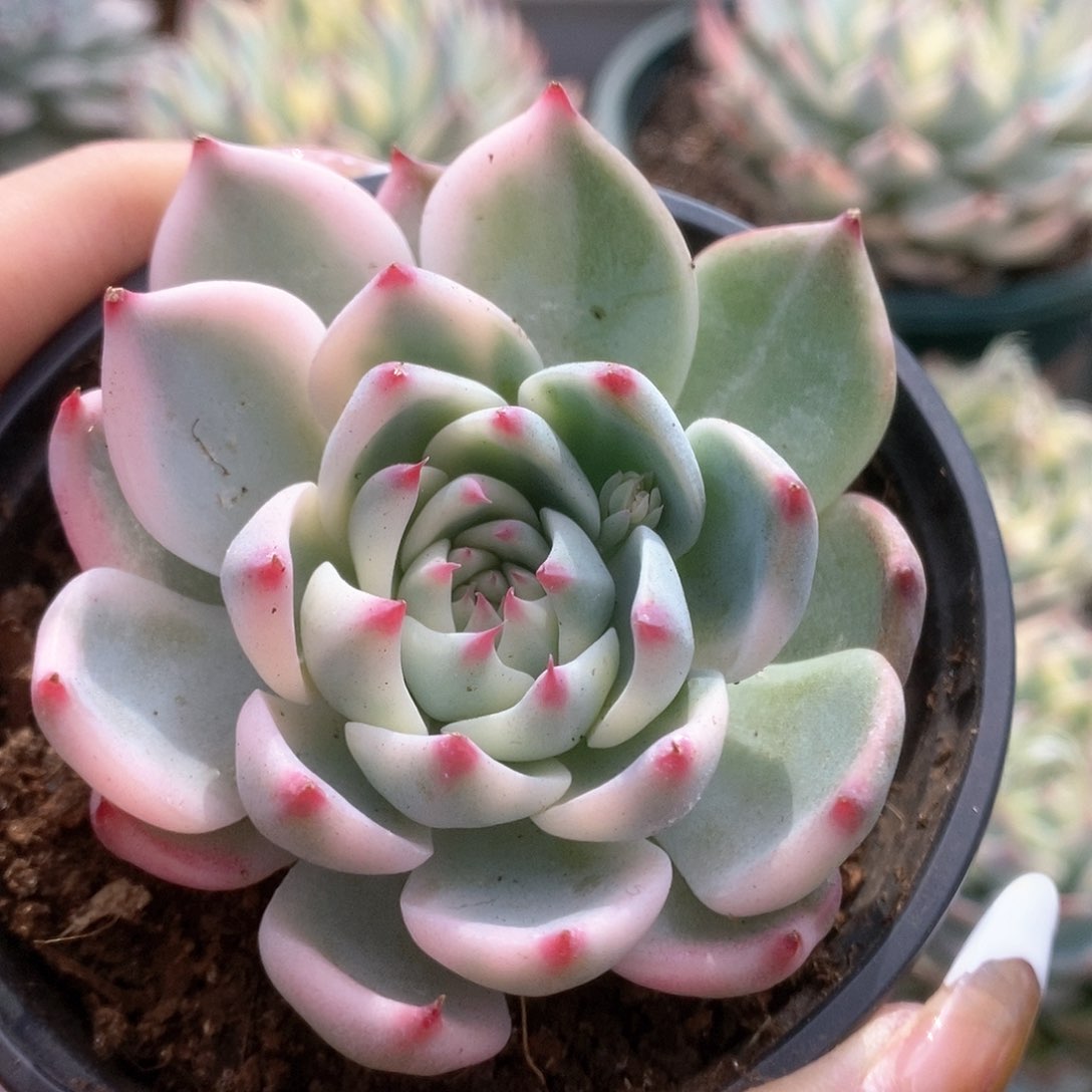 D102锦锦锦锦锦锦锦