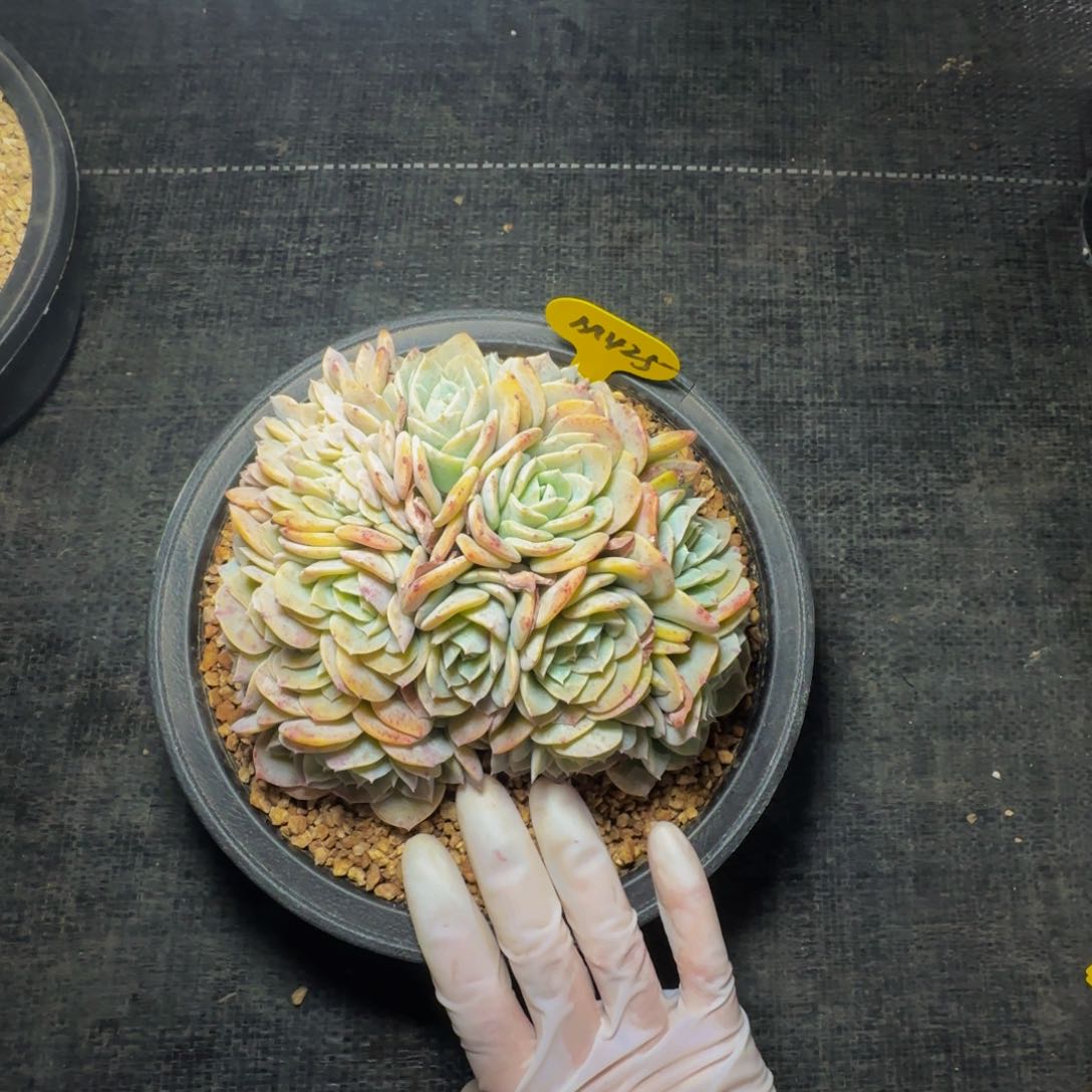 人**琳m m m m m m m m 425