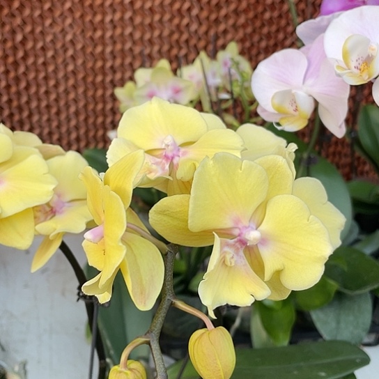 无花朵大吉大利双梗开花根系生长中福利