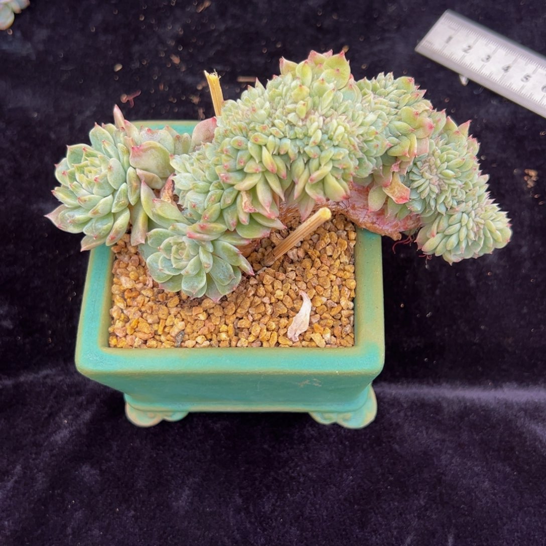 胖*橘新年快乐 新年快乐