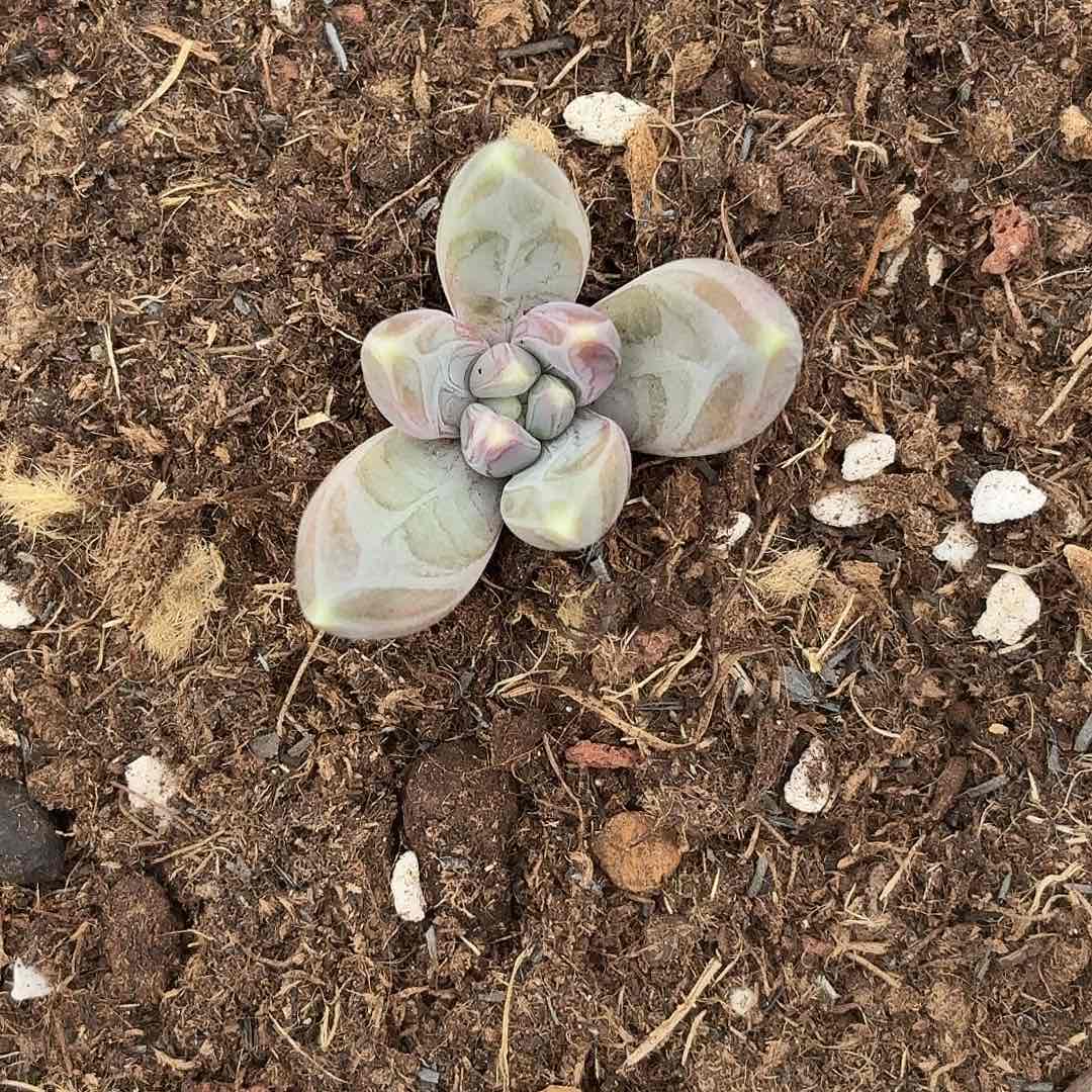 鱼****下午多肉植物生长调节