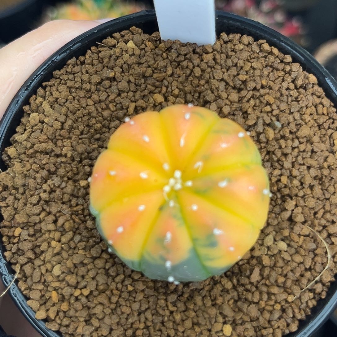 实生兜锦带盆发113