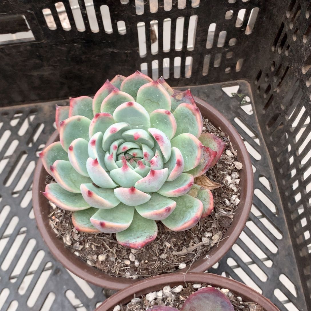 时***w惊鸿仙子多肉植物