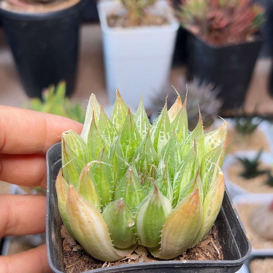 玉露锦一颗一颗一颗一颗