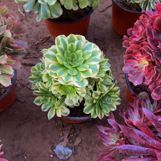 金丝翡翠9.9多肉植物