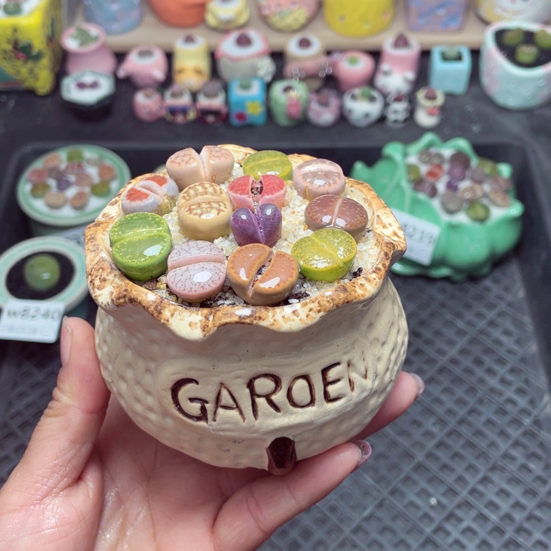 w8242 带盆土发货-零下地区拍保温箱