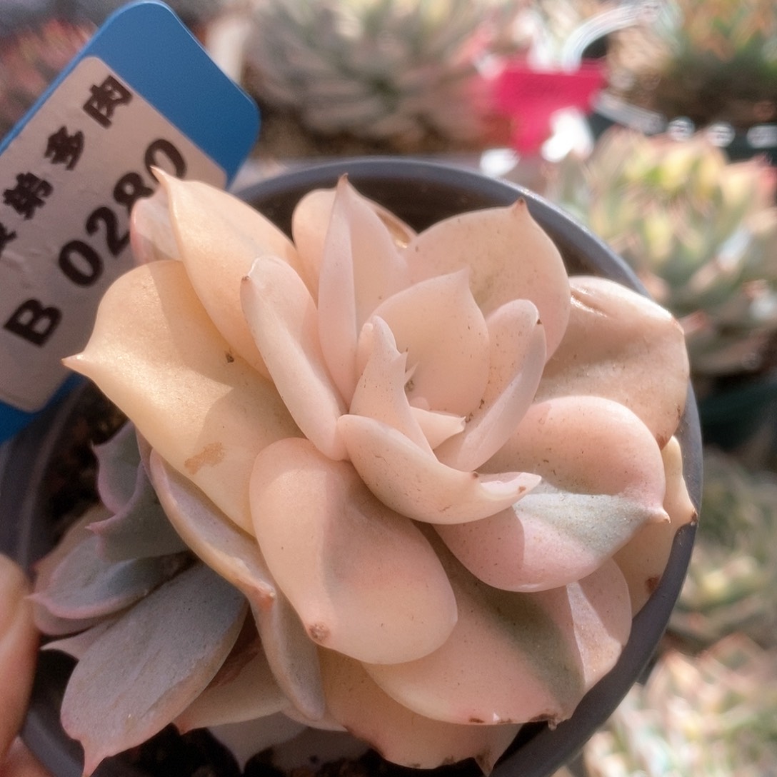 B280双子座锦锦锦锦锦