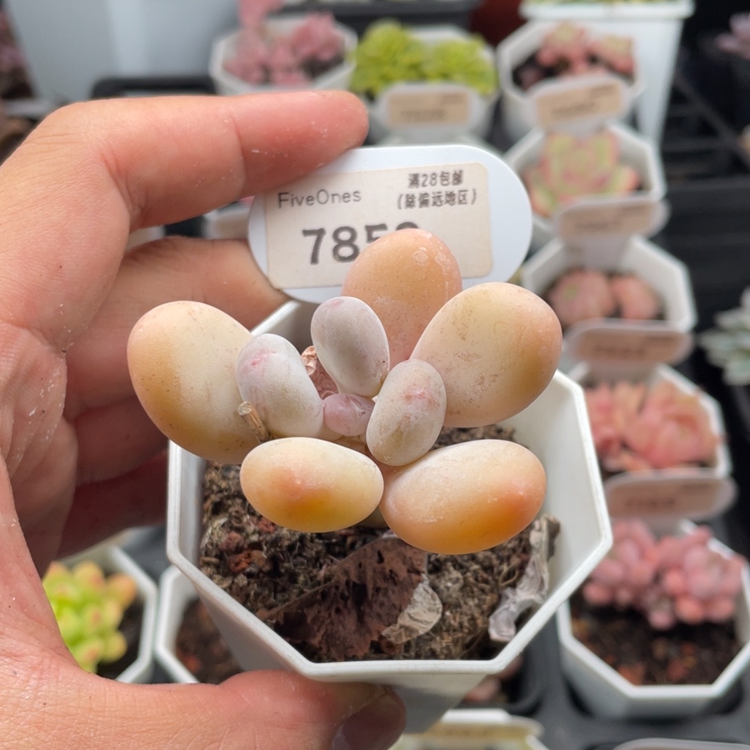 蛋黄奶酪7852-6厘米