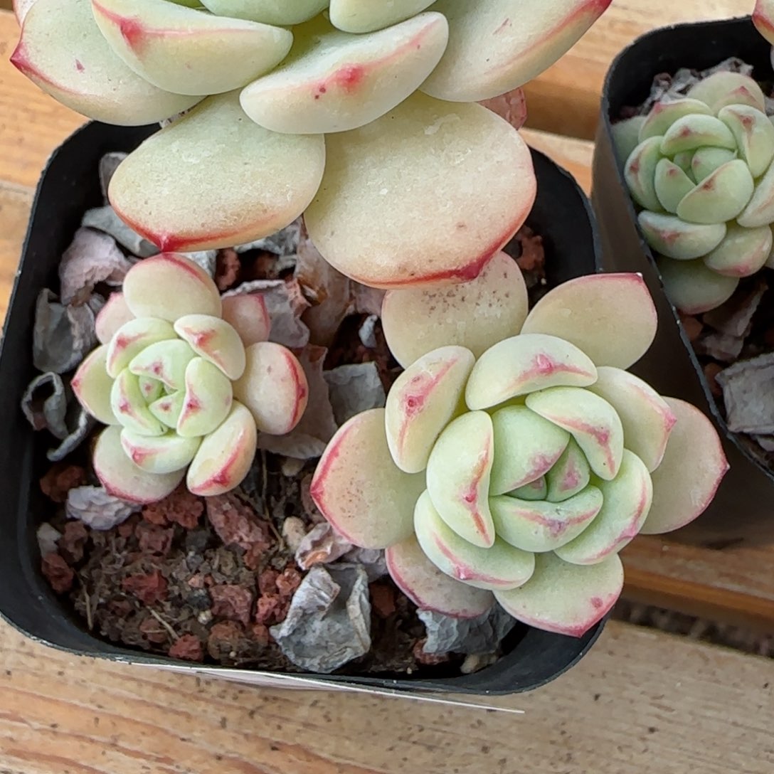 花语逸镜0205-491